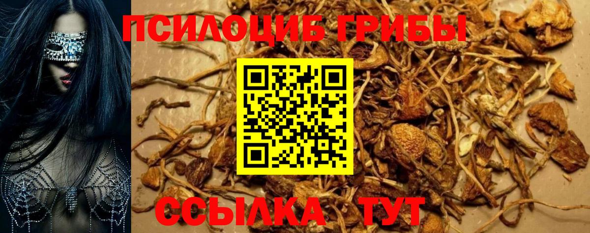 как найти наркотики  Псилоцибиновые грибы прущие грибы  Вход с VPN  Сосновый Бор 