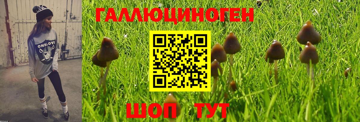 Галлюциногенные грибы Psilocybine cubensis Сосновый Бор
